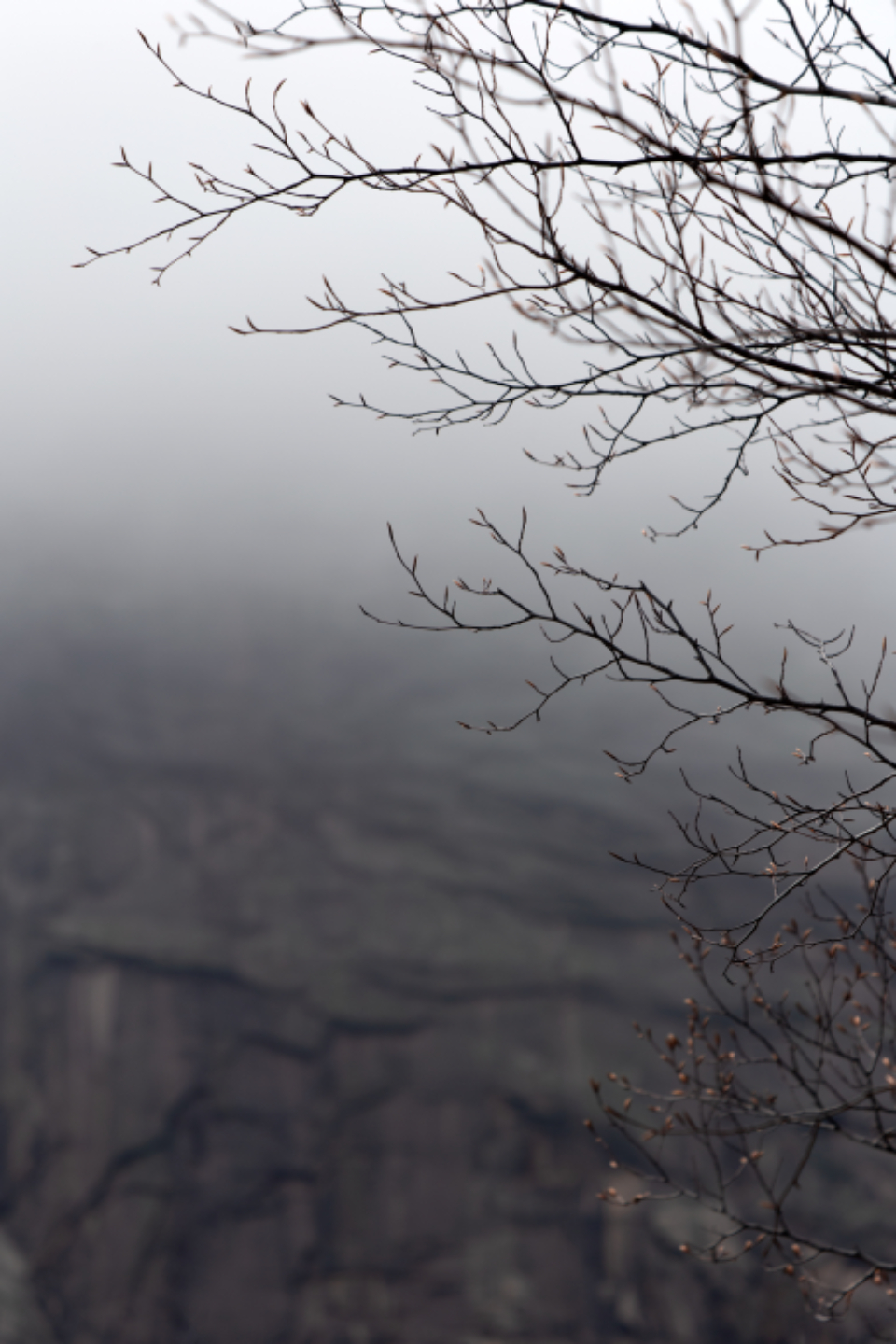 Tree Branches