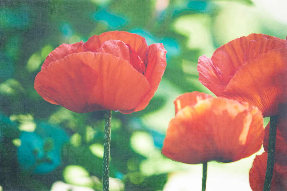 Poppy Flower