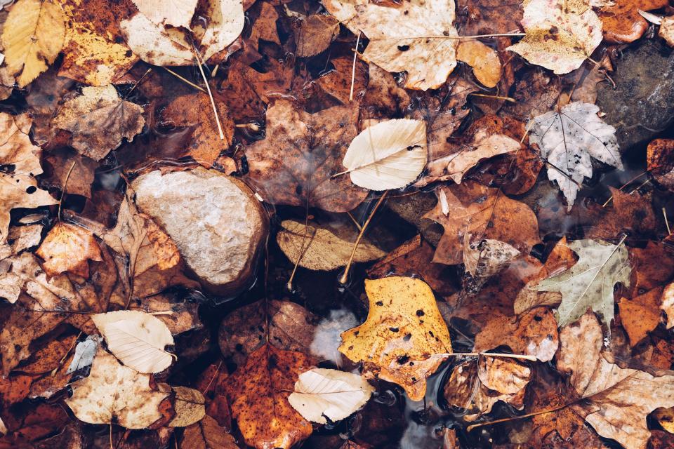Leaves Green