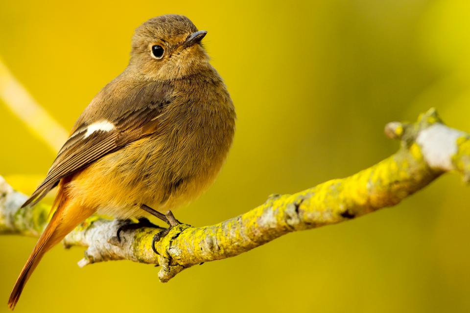 Bird Wings