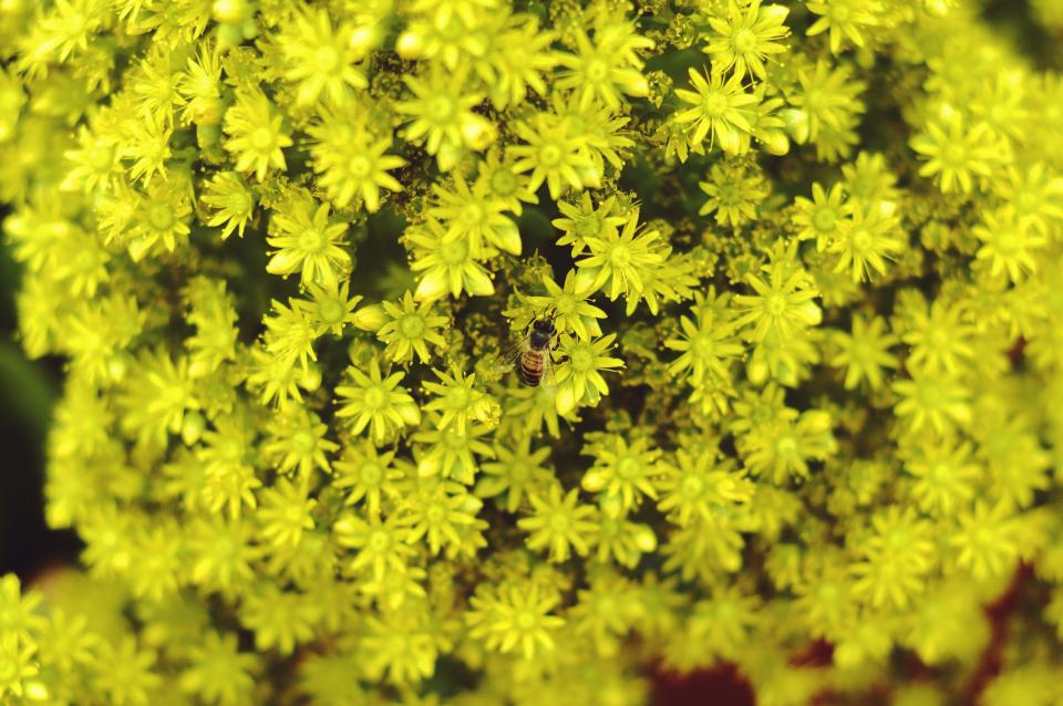Yellow Green