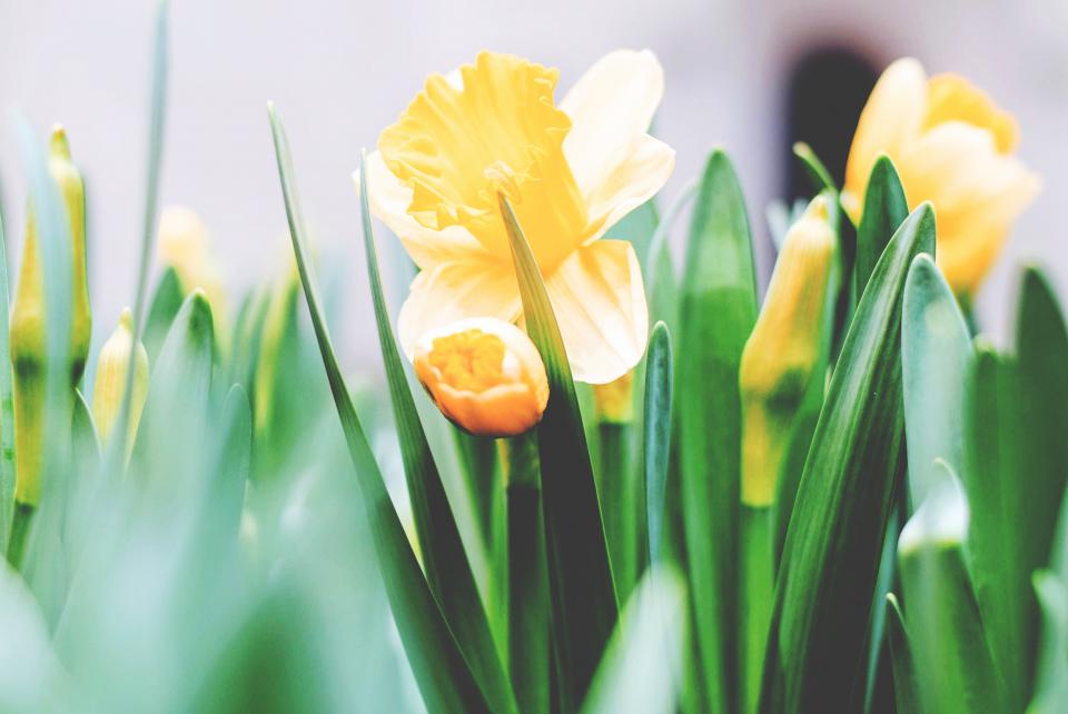 Flower Yellow