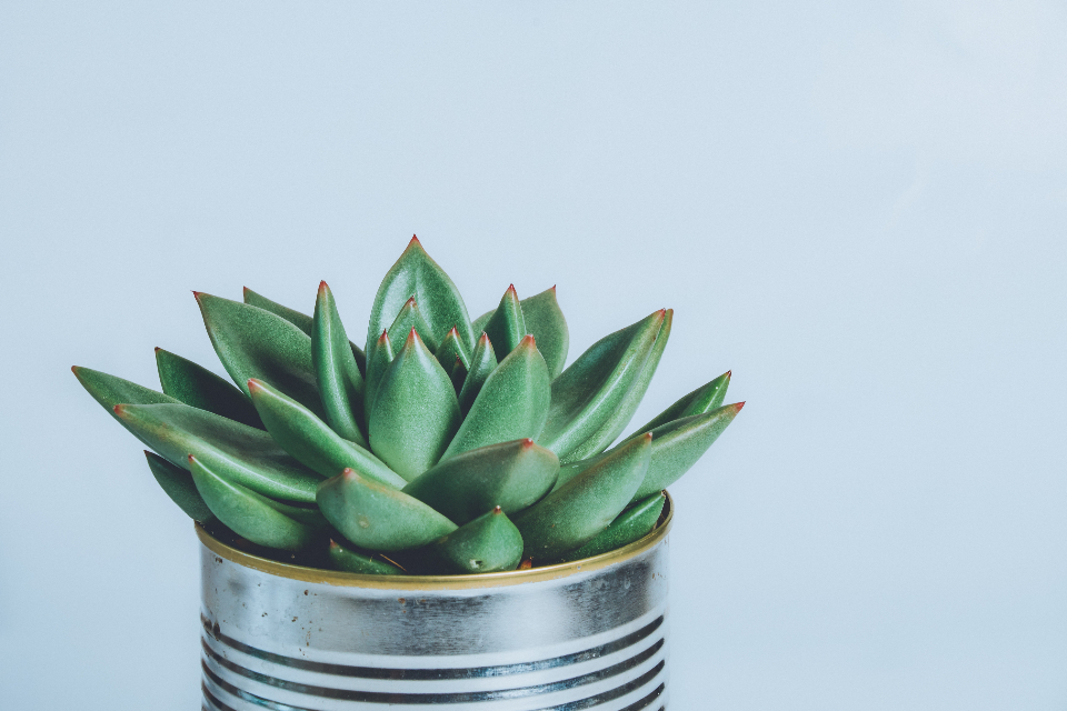 House Plant