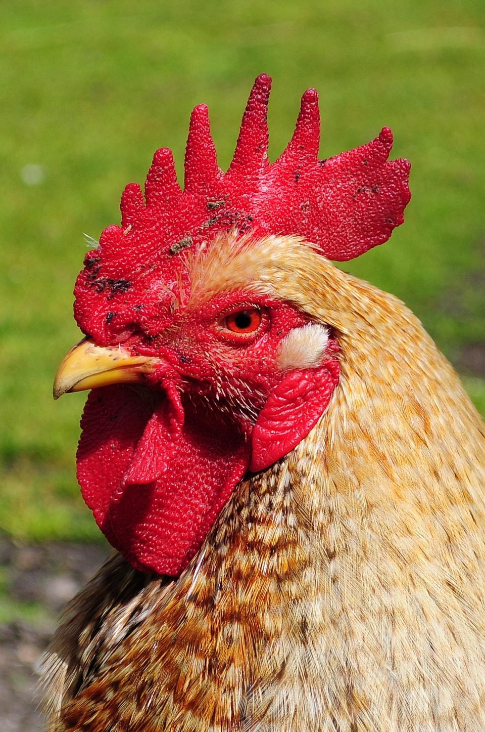 Rooster Cock