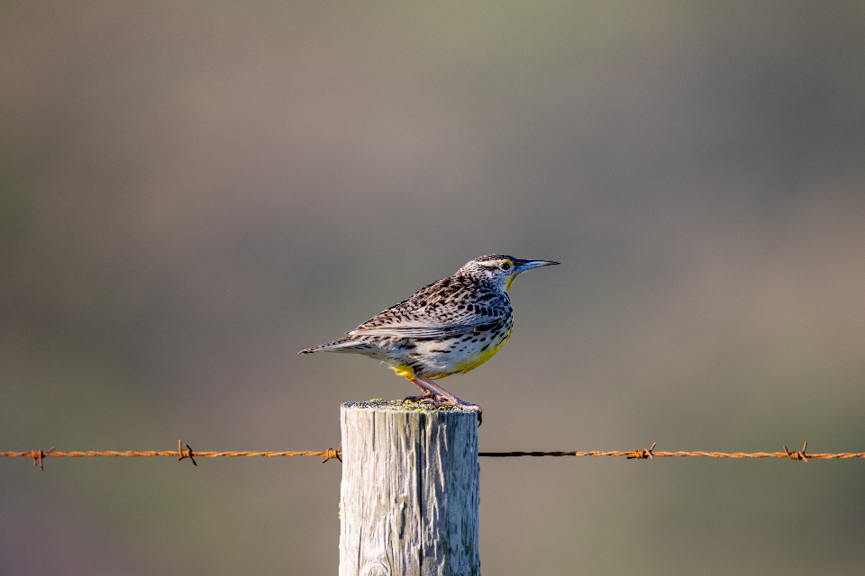 Bird Perched