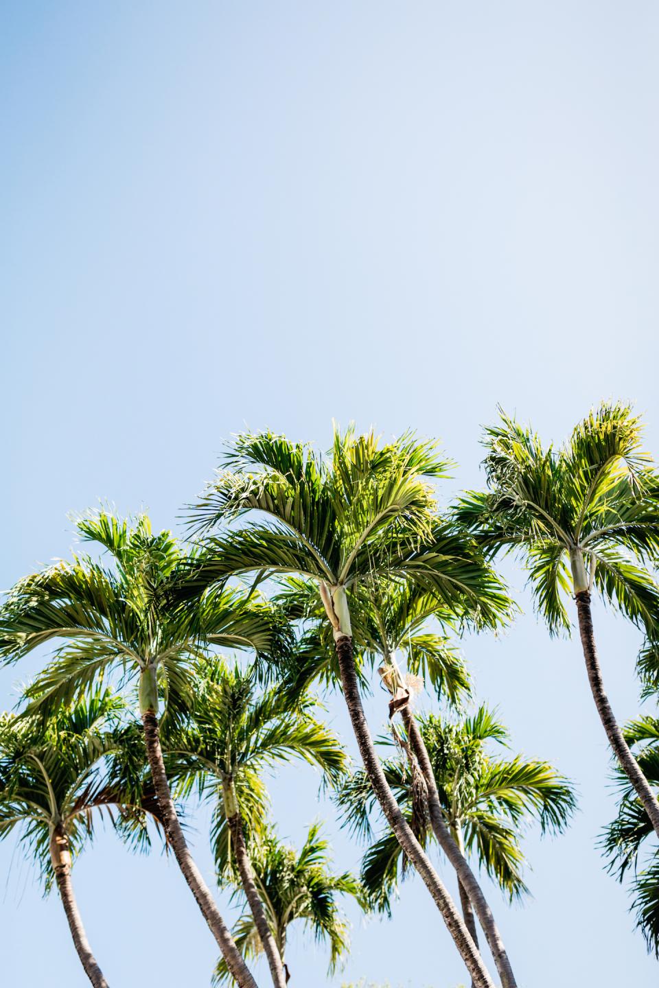 Nature Trees