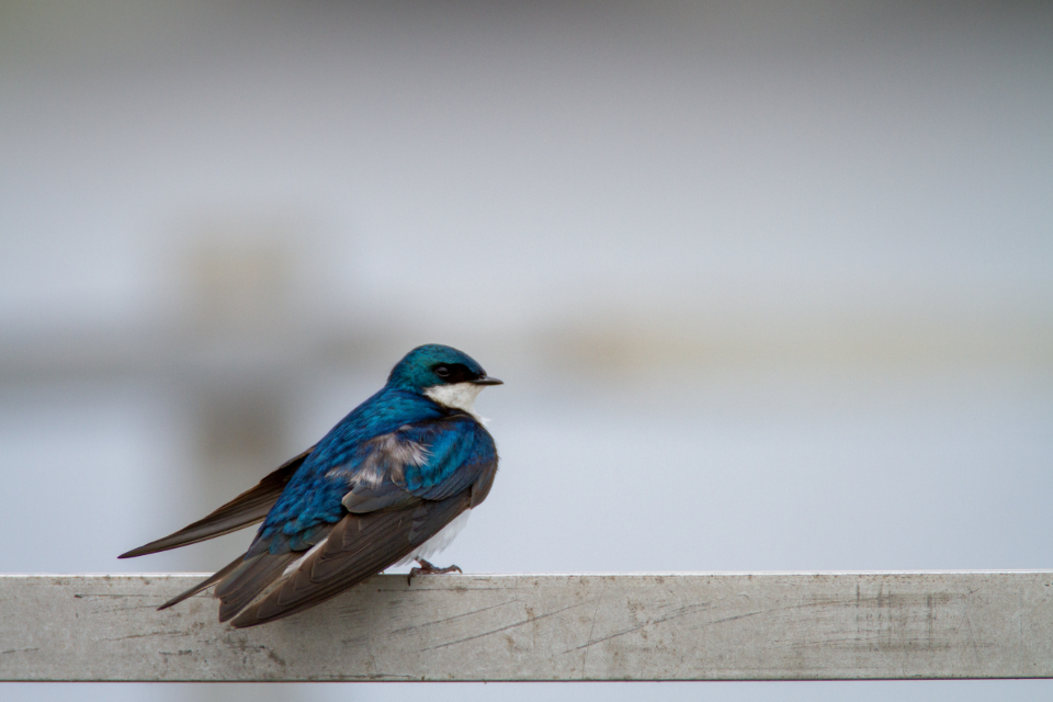 Bird Perched