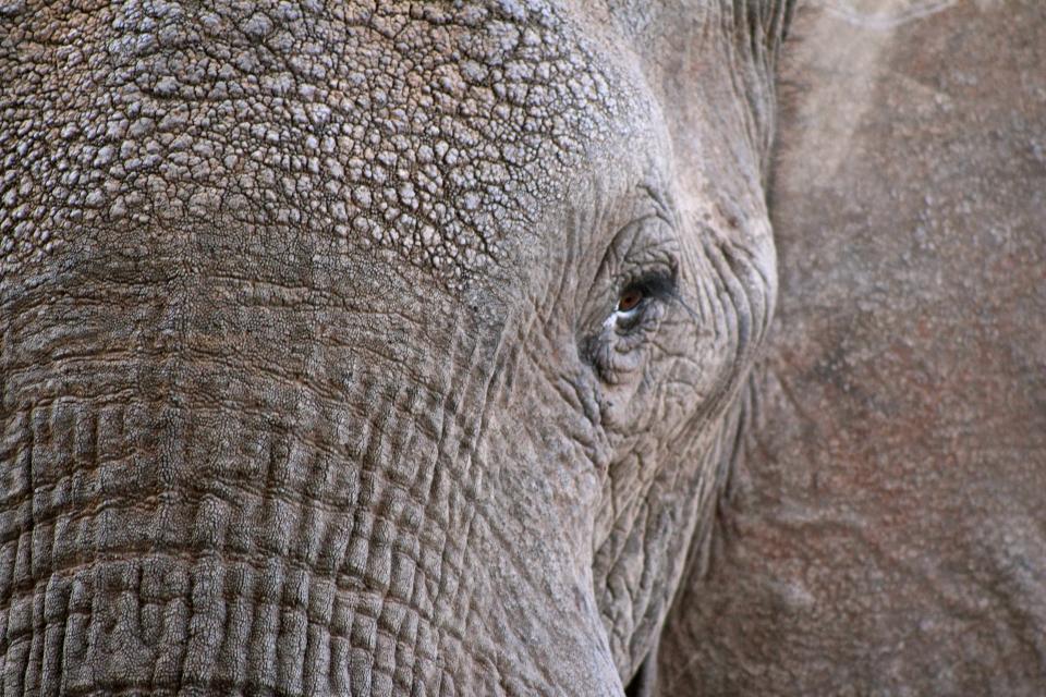 Elephant Animal