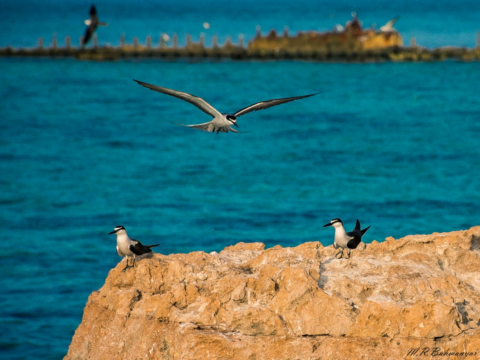 Sea Bird
