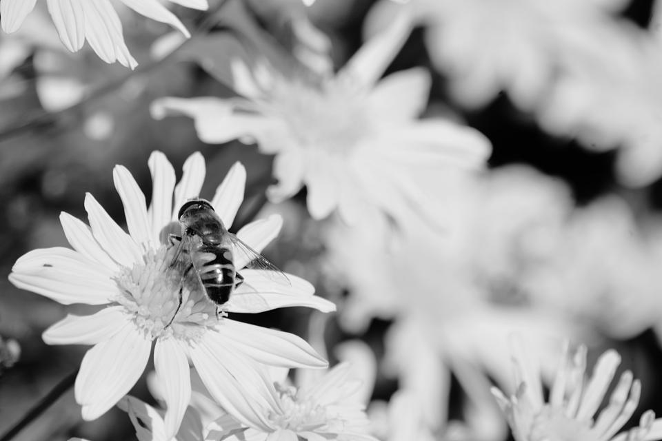 Plants Flower