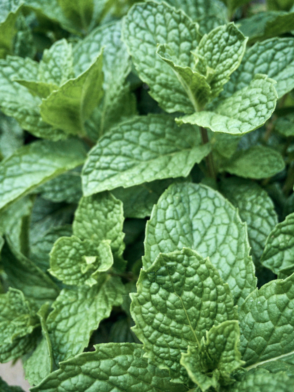Fresh Mint