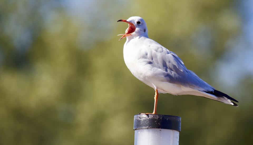 Animal Bird