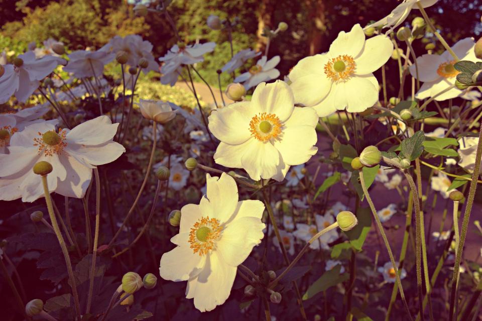 Flower Garden