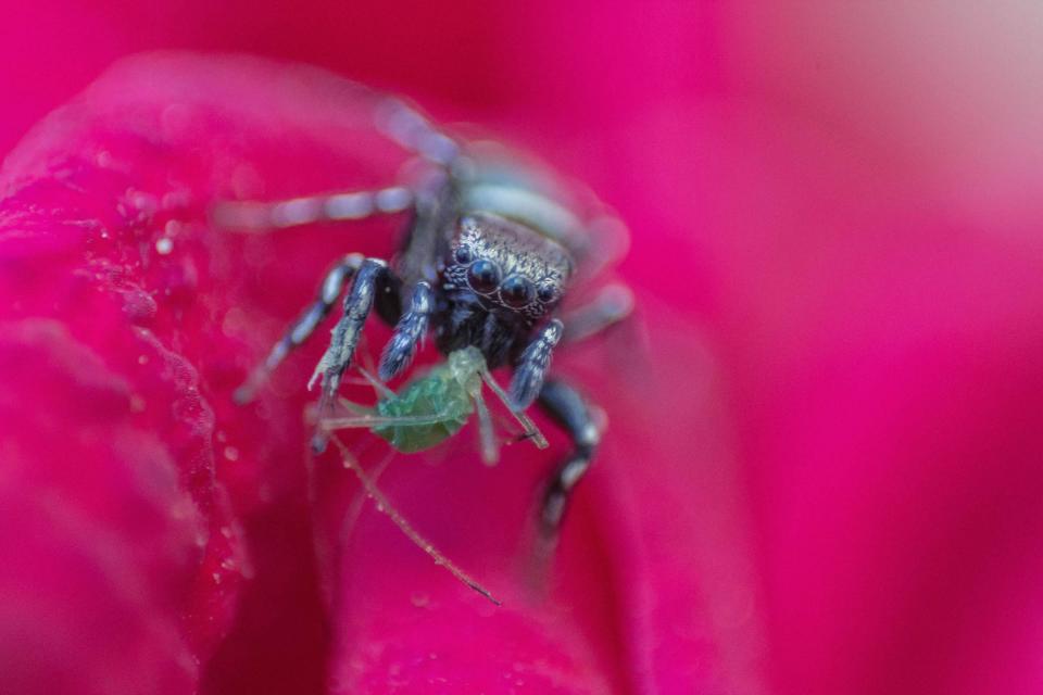 Nature Animals
