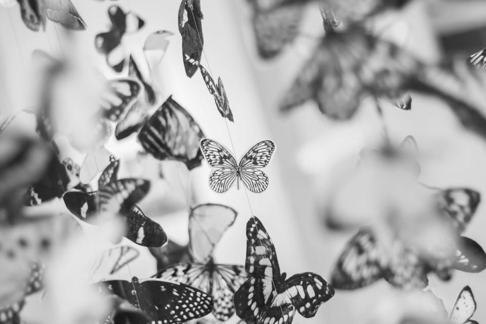 Butterfly Butterflies