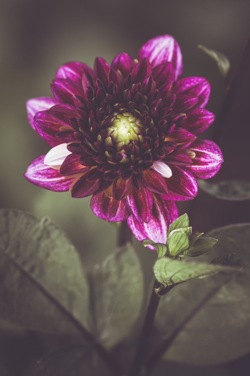 Flower Blossom