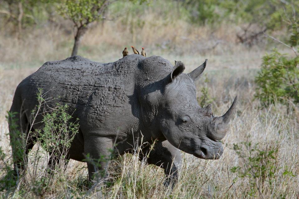 Rhinoceros Animal