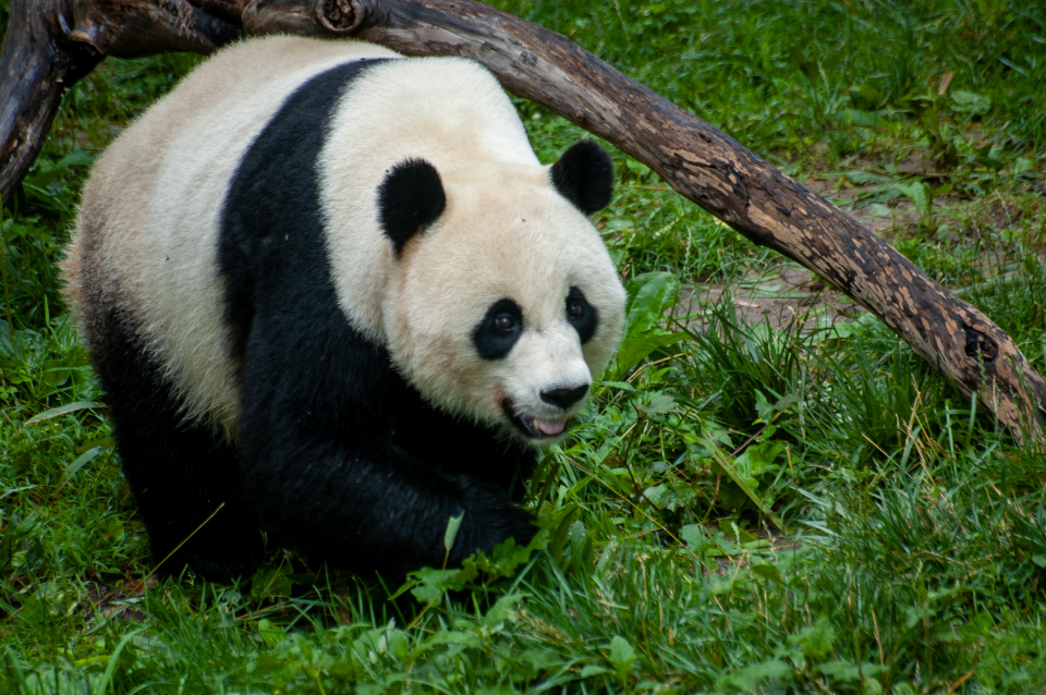 Panda Bear