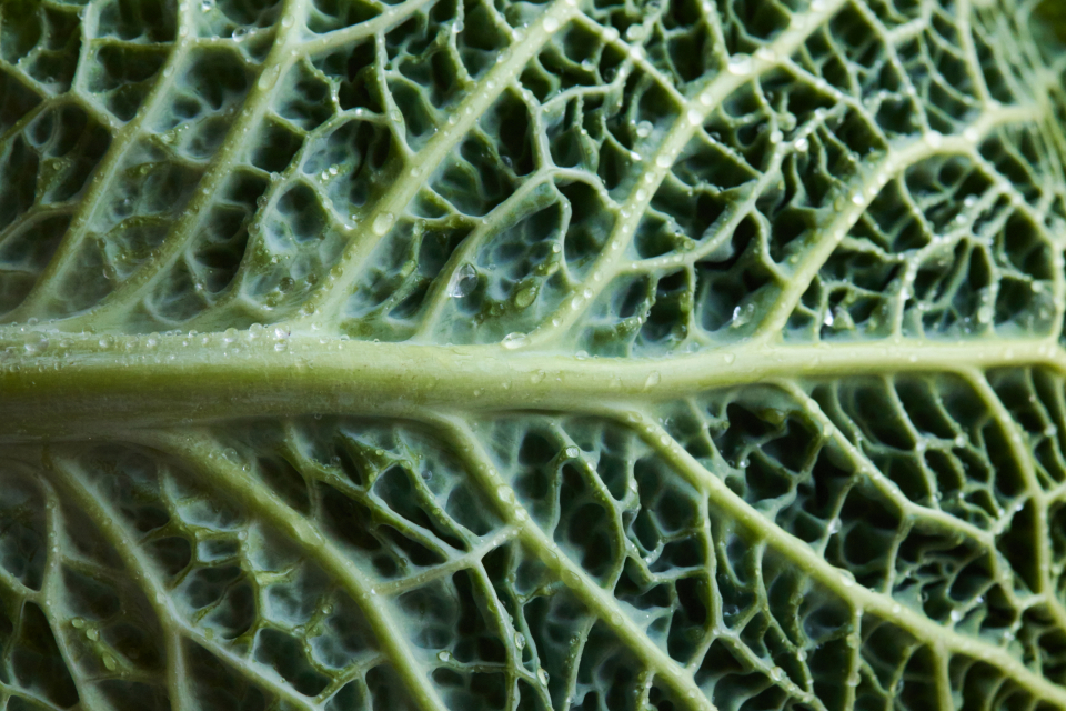 Leaf Macro