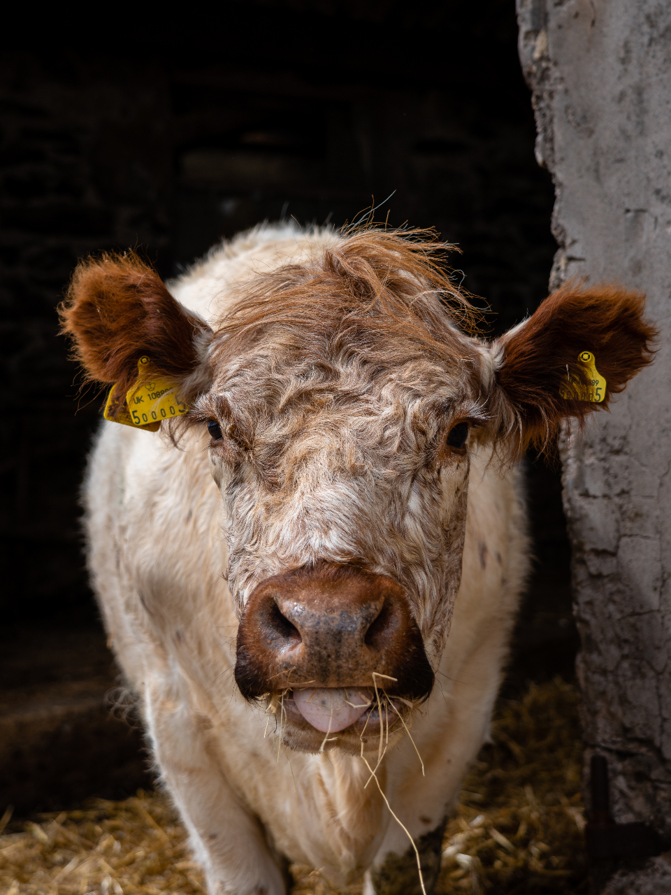 Cow Animal