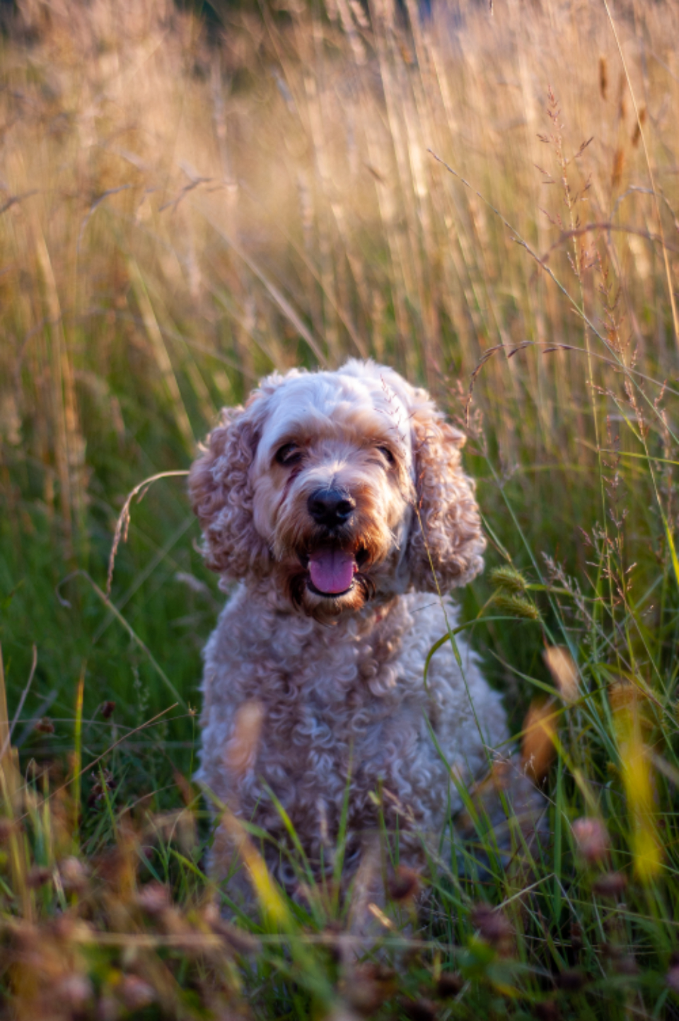 Dog Pet
