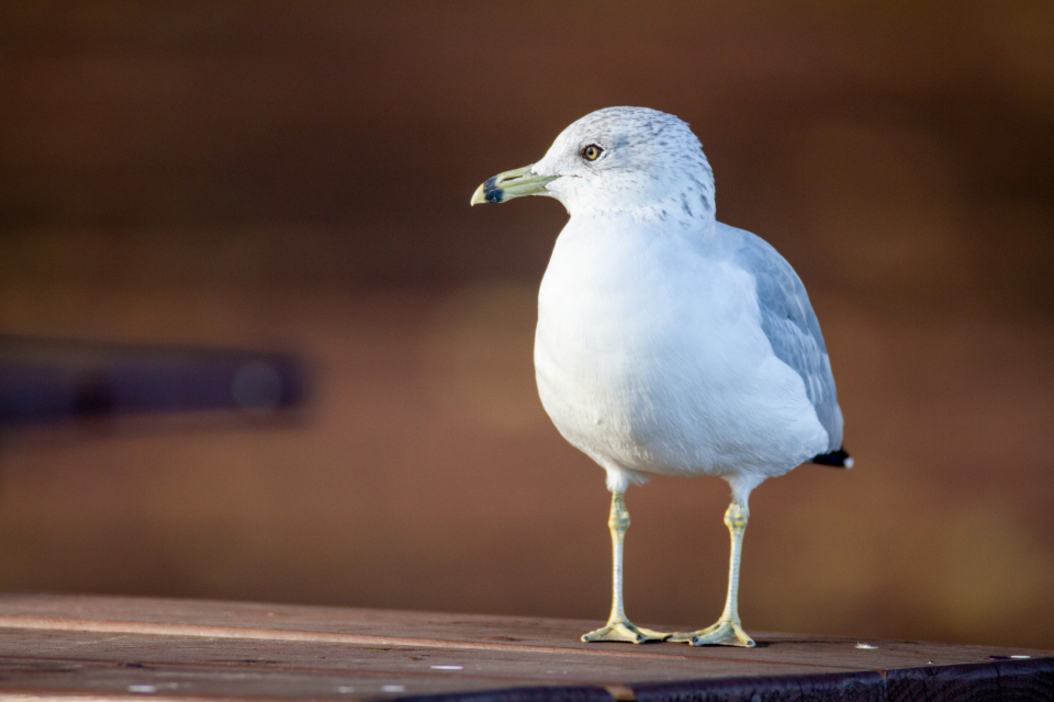 Seagull Bird