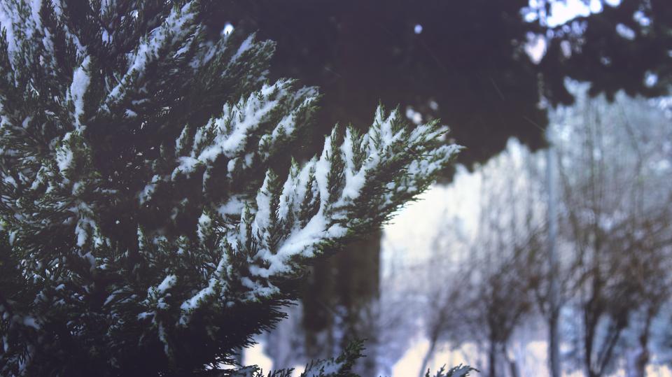 Snow Winter