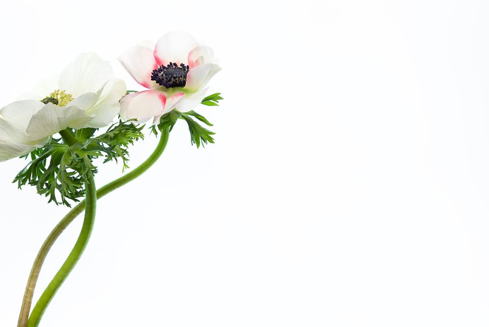 Isolated Flower