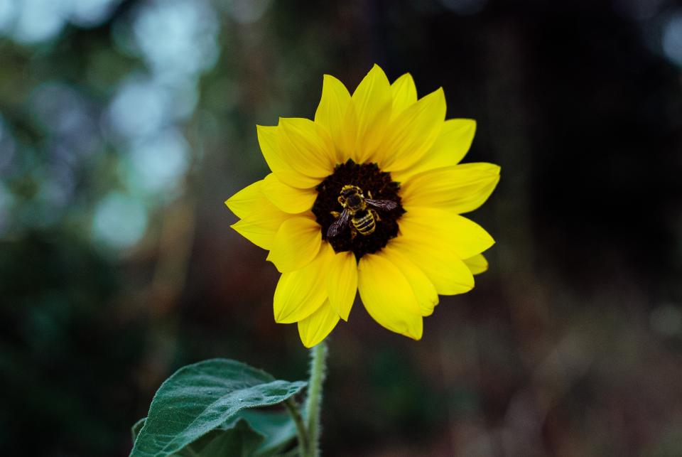 Flower Yellow