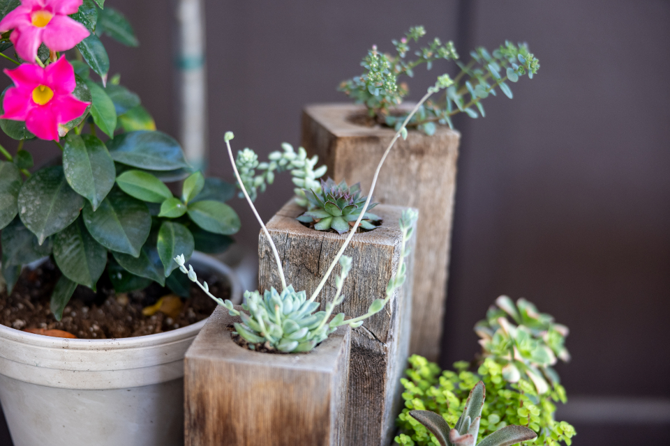 House Plant