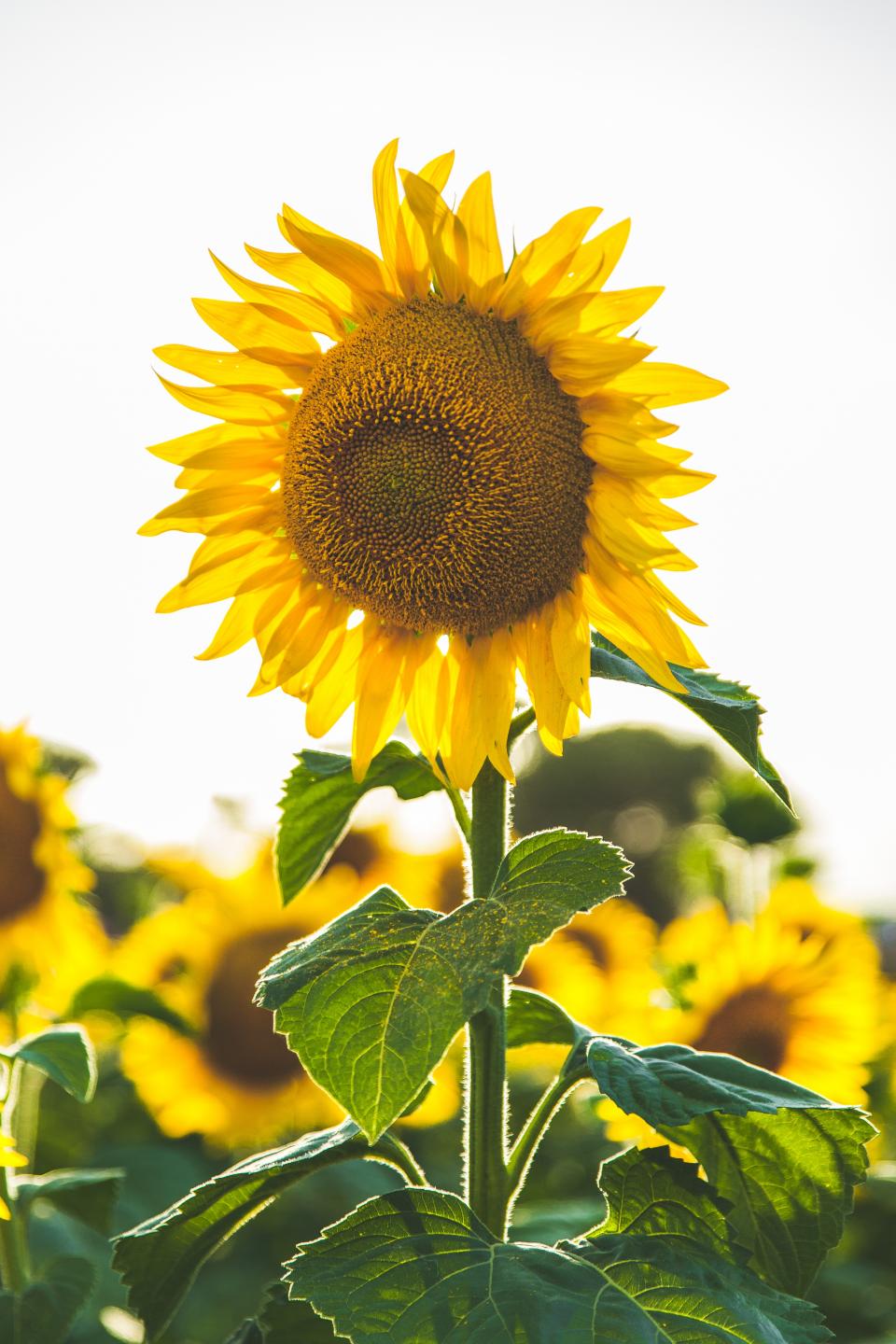 Sunflower Yellow