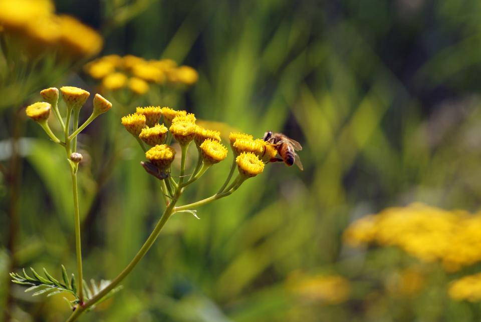 Bumble Bee Insect