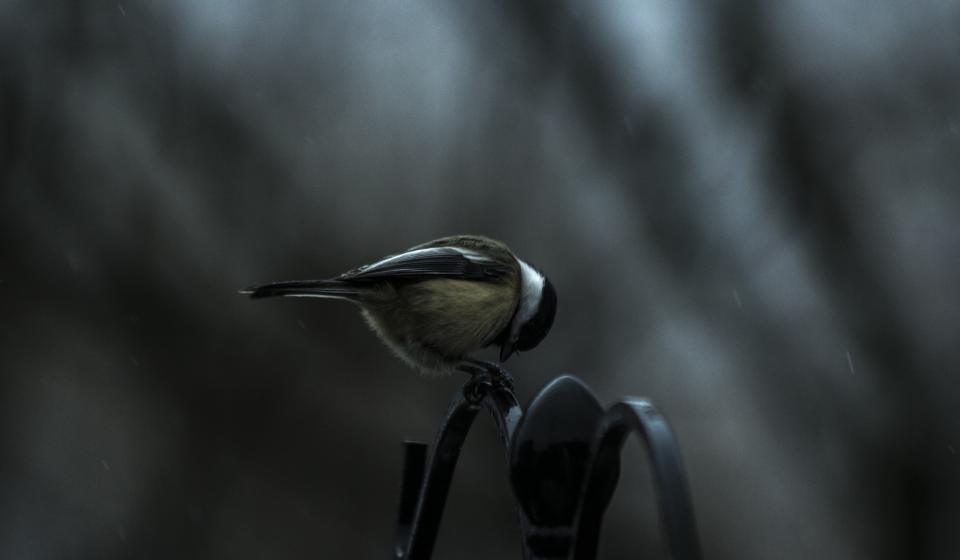 Bird Fly