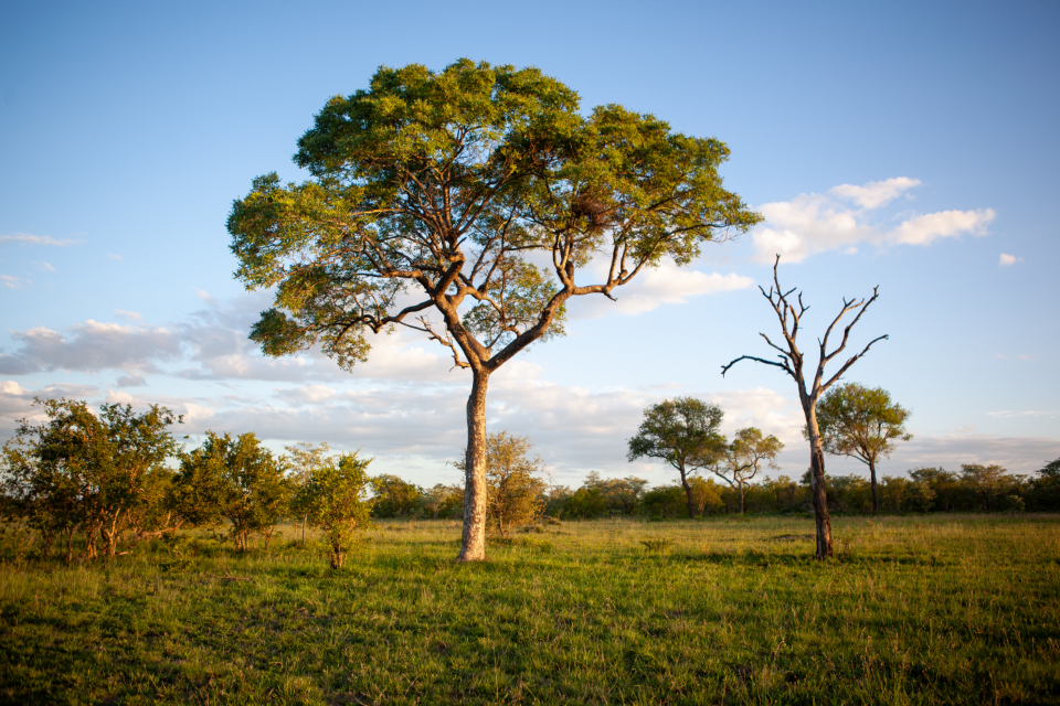 Tree Nature