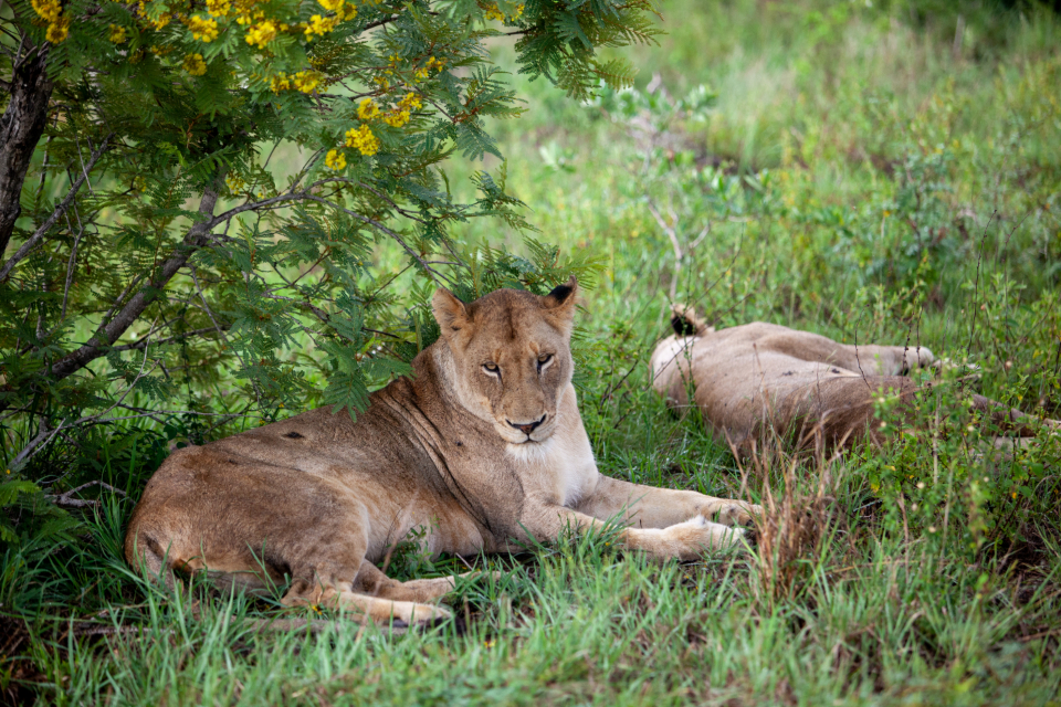 Africa Lion