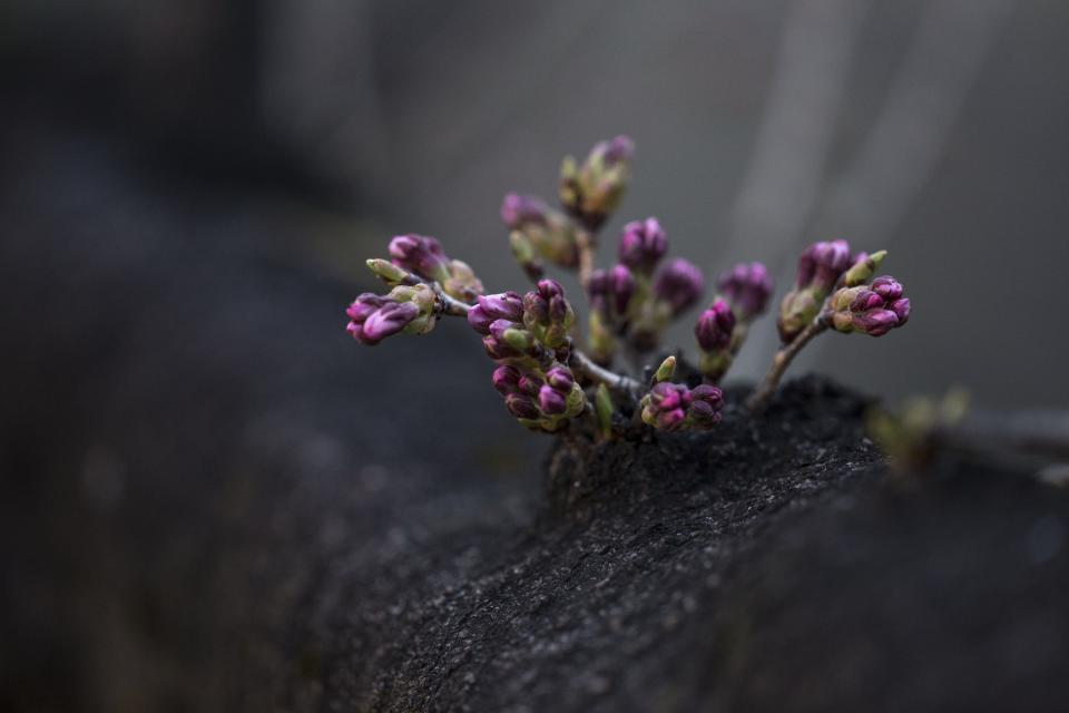 Flower Violet