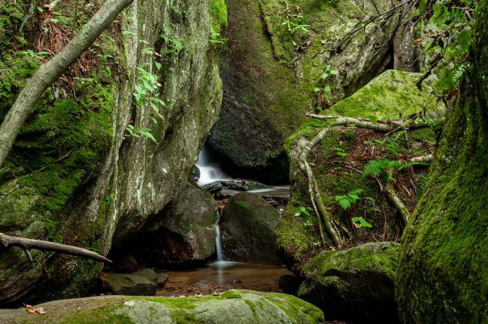 Waterfall Forest