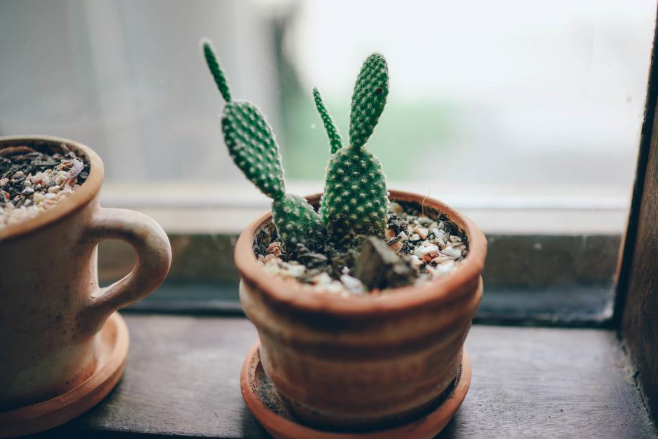Green Plants
