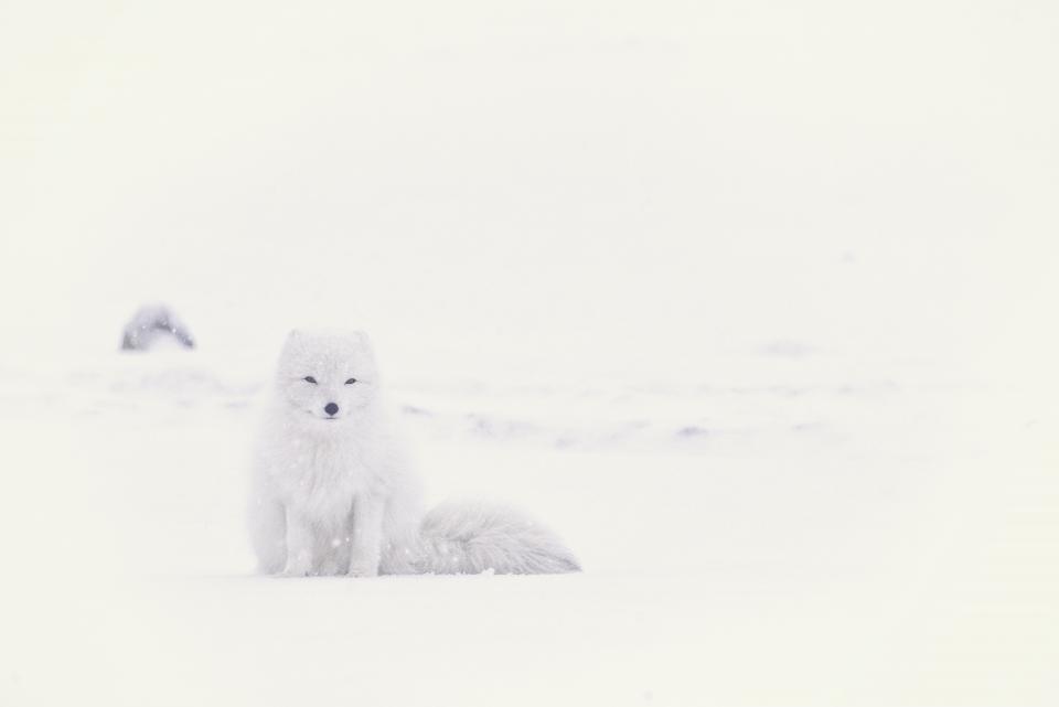 Snow Winter