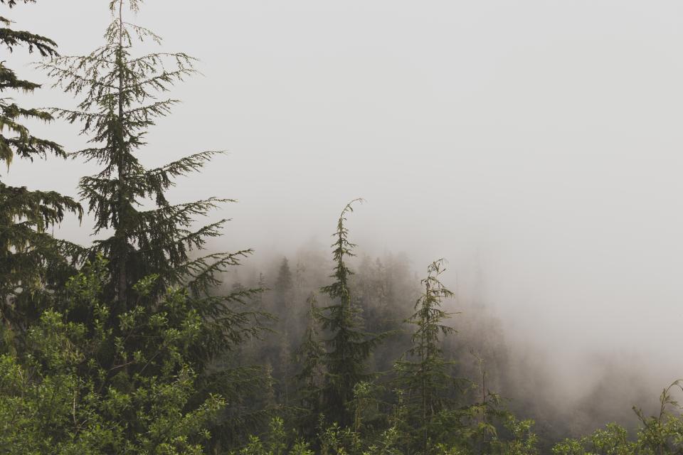 Nature Landscape