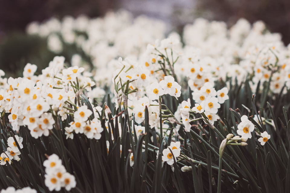 Spring Flowers