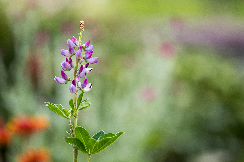 Wild Lupine