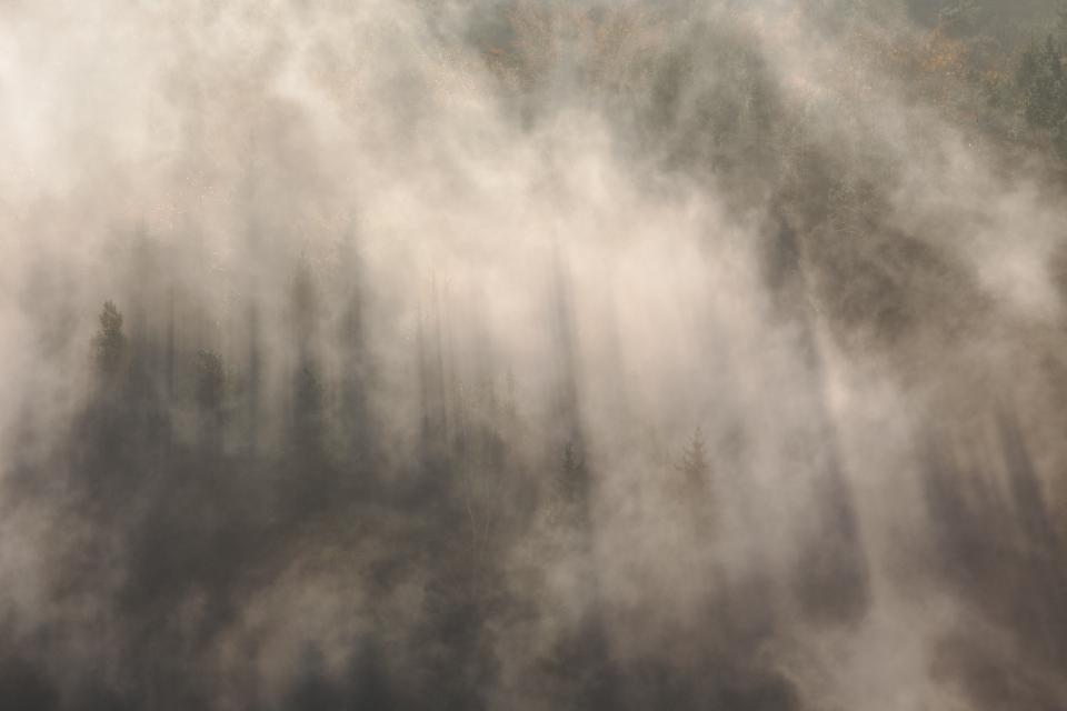 Fog Trees