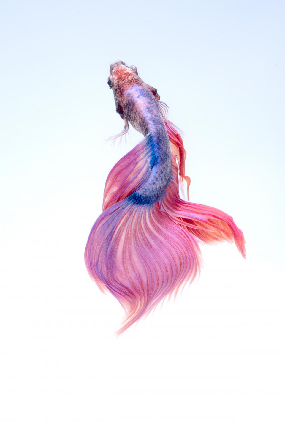 Fish Underwater