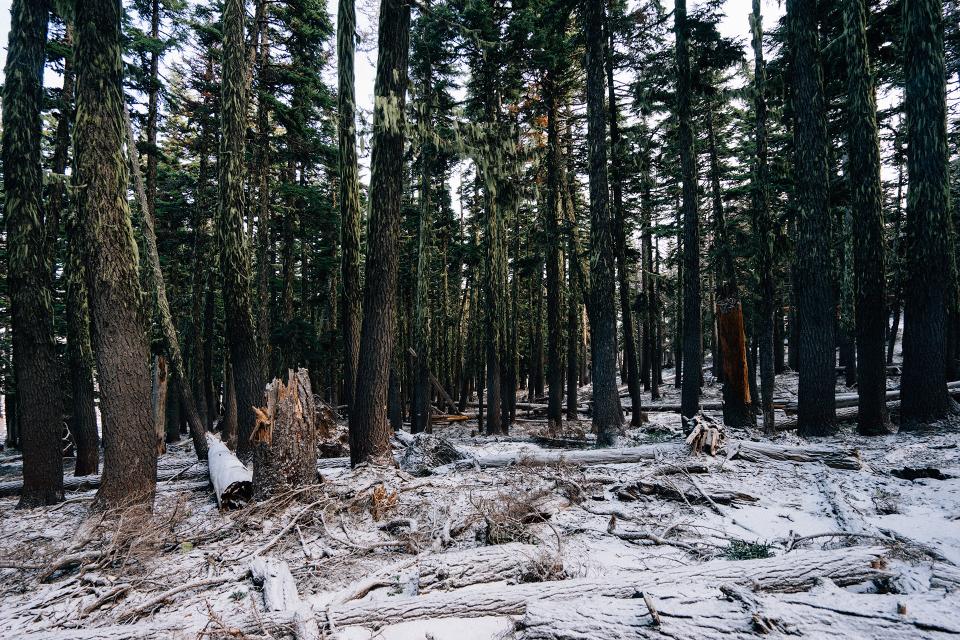 Forest Woods