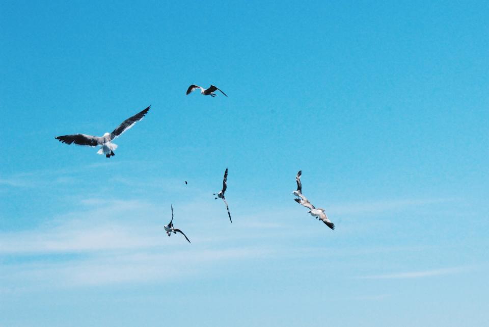 Birds Flying
