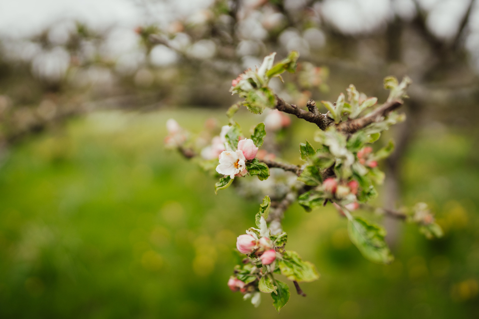 Tree Flower