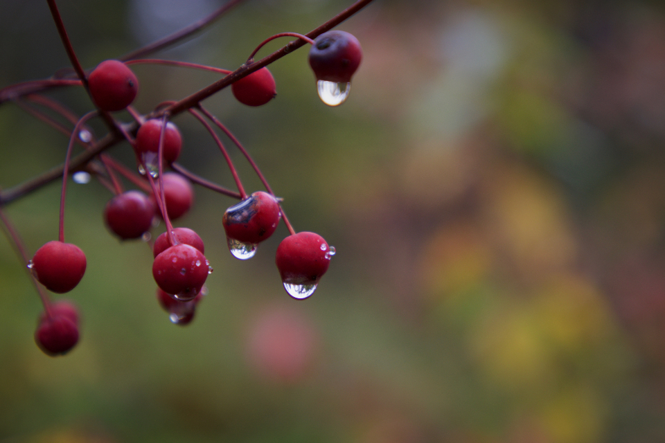 Rain Drops