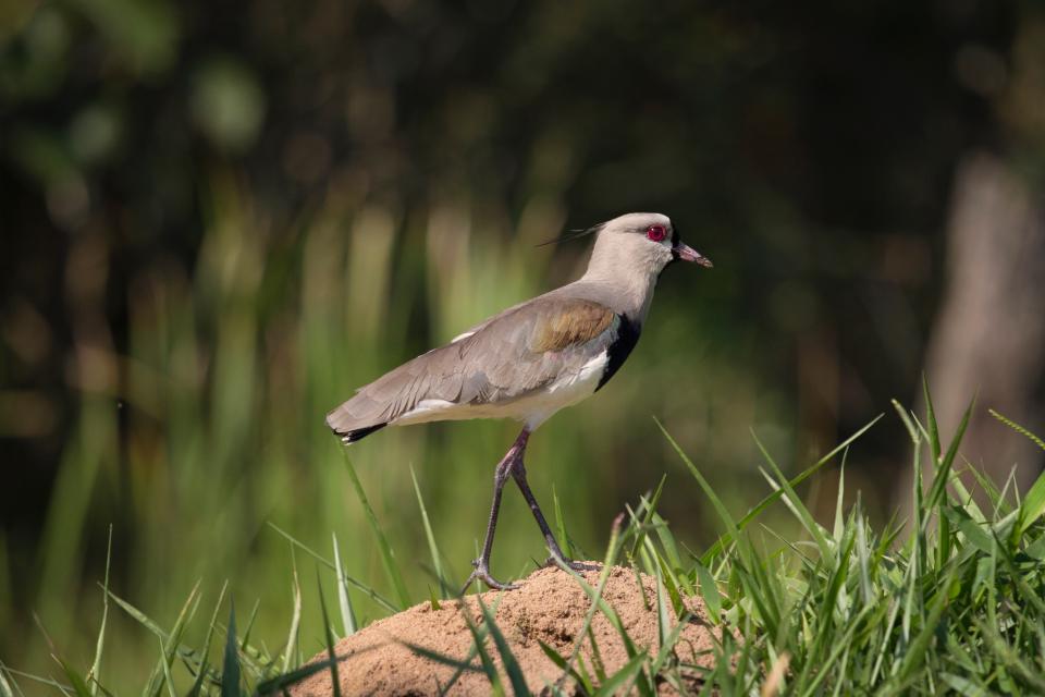 Bird Fly