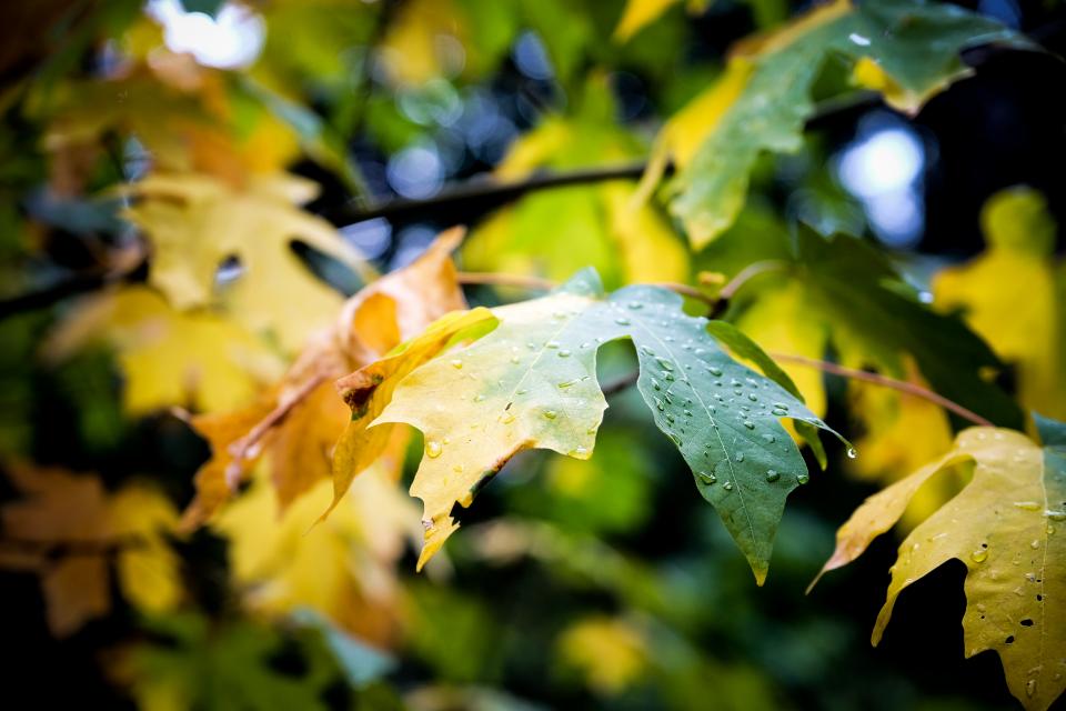 Leaf Autumn